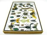 Echte exotische Insekten - Einzelstück - im 3D XL-Schaukasten - Wandbild 4-A-XL-10 – Bild 10