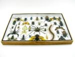 Echte exotische Insekten - Einzelstück - im 3D XL-Schaukasten - Wandbild 4-A-XL-10 – Bild 11