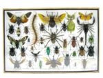 Echte exotische Insekten - Einzelstück - im 3D XL-Schaukasten - Wandbild 6-A-XL-11 – Bild 2
