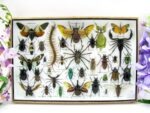 Echte exotische Insekten - Einzelstück - im 3D XL-Schaukasten - Wandbild 6-A-XL-11