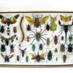 Echte exotische Insekten - Einzelstück - im 3D XL-Schaukasten - Wandbild 6-A-XL-11