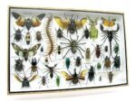 Echte exotische Insekten - Einzelstück - im 3D XL-Schaukasten - Wandbild 6-A-XL-11 – Bild 3