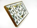 Echte exotische Insekten - Einzelstück - im 3D XL-Schaukasten - Wandbild 6-A-XL-11 – Bild 4