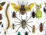 Echte exotische Insekten - Einzelstück - im 3D XL-Schaukasten - Wandbild 6-A-XL-11 – Bild 5