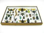 Echte exotische Insekten - Einzelstück - im 3D XL-Schaukasten - Wandbild 6-A-XL-11 – Bild 6