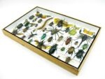 Echte exotische Insekten - Einzelstück - im 3D XL-Schaukasten - Wandbild 6-A-XL-11 – Bild 7
