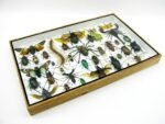 Echte exotische Insekten - Einzelstück - im 3D XL-Schaukasten - Wandbild 6-A-XL-11 – Bild 8