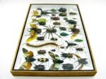 Echte exotische Insekten - Einzelstück - im 3D XL-Schaukasten - Wandbild 6-A-XL-11 – Bild 9