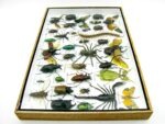 Echte exotische Insekten - Einzelstück - im 3D XL-Schaukasten - Wandbild 6-A-XL-11 – Bild 10