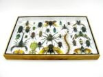 Echte exotische Insekten - Einzelstück - im 3D XL-Schaukasten - Wandbild 6-A-XL-11 – Bild 11