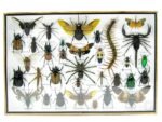 Echte exotische Insekten - Einzelstück - im 3D XL-Schaukasten - Wandbild 4-A-XL-12 – Bild 2
