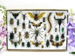 Echte exotische Insekten - Einzelstück - im 3D XL-Schaukasten - Wandbild 4-A-XL-12