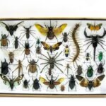 Echte exotische Insekten - Einzelstück - im 3D XL-Schaukasten - Wandbild 4-A-XL-12