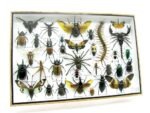 Echte exotische Insekten - Einzelstück - im 3D XL-Schaukasten - Wandbild 4-A-XL-12 – Bild 3