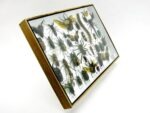 Echte exotische Insekten - Einzelstück - im 3D XL-Schaukasten - Wandbild 4-A-XL-12 – Bild 4