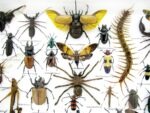 Echte exotische Insekten - Einzelstück - im 3D XL-Schaukasten - Wandbild 4-A-XL-12 – Bild 5