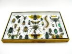 Echte exotische Insekten - Einzelstück - im 3D XL-Schaukasten - Wandbild 4-A-XL-12 – Bild 6