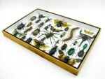 Echte exotische Insekten - Einzelstück - im 3D XL-Schaukasten - Wandbild 4-A-XL-12 – Bild 7