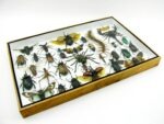 Echte exotische Insekten - Einzelstück - im 3D XL-Schaukasten - Wandbild 4-A-XL-12 – Bild 8