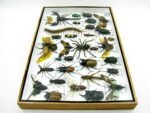 Echte exotische Insekten - Einzelstück - im 3D XL-Schaukasten - Wandbild 4-A-XL-12 – Bild 9