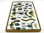 Echte exotische Insekten - Einzelstück - im 3D XL-Schaukasten - Wandbild 4-A-XL-12 – Bild 10
