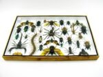 Echte exotische Insekten - Einzelstück - im 3D XL-Schaukasten - Wandbild 4-A-XL-12 – Bild 11