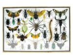 Echte exotische Insekten - Einzelstück - im 3D XL-Schaukasten - Wandbild 5-A-XL-13 – Bild 2
