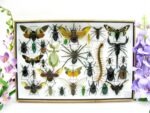 Echte exotische Insekten - Einzelstück - im 3D XL-Schaukasten - Wandbild 5-A-XL-13