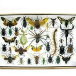 Echte exotische Insekten - Einzelstück - im 3D XL-Schaukasten - Wandbild 5-A-XL-13