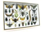 Echte exotische Insekten - Einzelstück - im 3D XL-Schaukasten - Wandbild 5-A-XL-13 – Bild 3