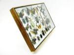 Echte exotische Insekten - Einzelstück - im 3D XL-Schaukasten - Wandbild 5-A-XL-13 – Bild 4