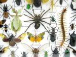 Echte exotische Insekten - Einzelstück - im 3D XL-Schaukasten - Wandbild 5-A-XL-13 – Bild 5