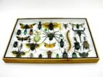 Echte exotische Insekten - Einzelstück - im 3D XL-Schaukasten - Wandbild 5-A-XL-13 – Bild 6