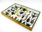 Echte exotische Insekten - Einzelstück - im 3D XL-Schaukasten - Wandbild 5-A-XL-13 – Bild 7