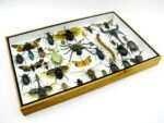 Echte exotische Insekten - Einzelstück - im 3D XL-Schaukasten - Wandbild 5-A-XL-13 – Bild 8