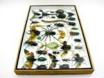Echte exotische Insekten - Einzelstück - im 3D XL-Schaukasten - Wandbild 5-A-XL-13 – Bild 9