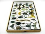 Echte exotische Insekten - Einzelstück - im 3D XL-Schaukasten - Wandbild 5-A-XL-13 – Bild 10