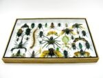 Echte exotische Insekten - Einzelstück - im 3D XL-Schaukasten - Wandbild 5-A-XL-13 – Bild 11