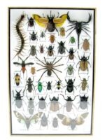 Echte exotische Insekten - Einzelstück - im 3D XL-Schaukasten - Wandbild 5-A-XL-14 – Bild 2