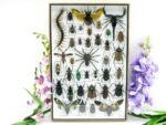 Echte exotische Insekten - Einzelstück - im 3D XL-Schaukasten - Wandbild 5-A-XL-14