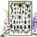 Echte exotische Insekten - Einzelstück - im 3D XL-Schaukasten - Wandbild 5-A-XL-14