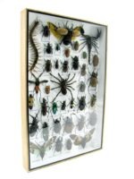 Echte exotische Insekten - Einzelstück - im 3D XL-Schaukasten - Wandbild 5-A-XL-14 – Bild 3