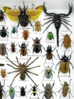 Echte exotische Insekten - Einzelstück - im 3D XL-Schaukasten - Wandbild 5-A-XL-14 – Bild 5