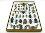 Echte exotische Insekten - Einzelstück - im 3D XL-Schaukasten - Wandbild 5-A-XL-14 – Bild 6