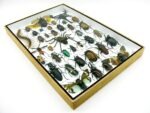 Echte exotische Insekten - Einzelstück - im 3D XL-Schaukasten - Wandbild 5-A-XL-14 – Bild 7