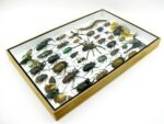 Echte exotische Insekten - Einzelstück - im 3D XL-Schaukasten - Wandbild 5-A-XL-14 – Bild 8