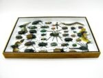 Echte exotische Insekten - Einzelstück - im 3D XL-Schaukasten - Wandbild 5-A-XL-14 – Bild 9