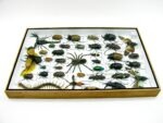 Echte exotische Insekten - Einzelstück - im 3D XL-Schaukasten - Wandbild 5-A-XL-14 – Bild 10