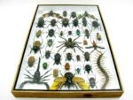 Echte exotische Insekten - Einzelstück - im 3D XL-Schaukasten - Wandbild 5-A-XL-14 – Bild 11