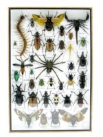 Echte exotische Insekten - Einzelstück - im 3D XL-Schaukasten - Wandbild 1-A-XL-15 – Bild 2